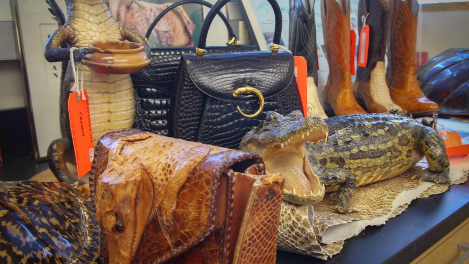 US Fish and Wildlife Service inspectors routinely find illegal consumer products made from protected species, some of which are on display at the forensics lab in Ashland.